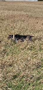 Kilo's Thunderhead Skye 3